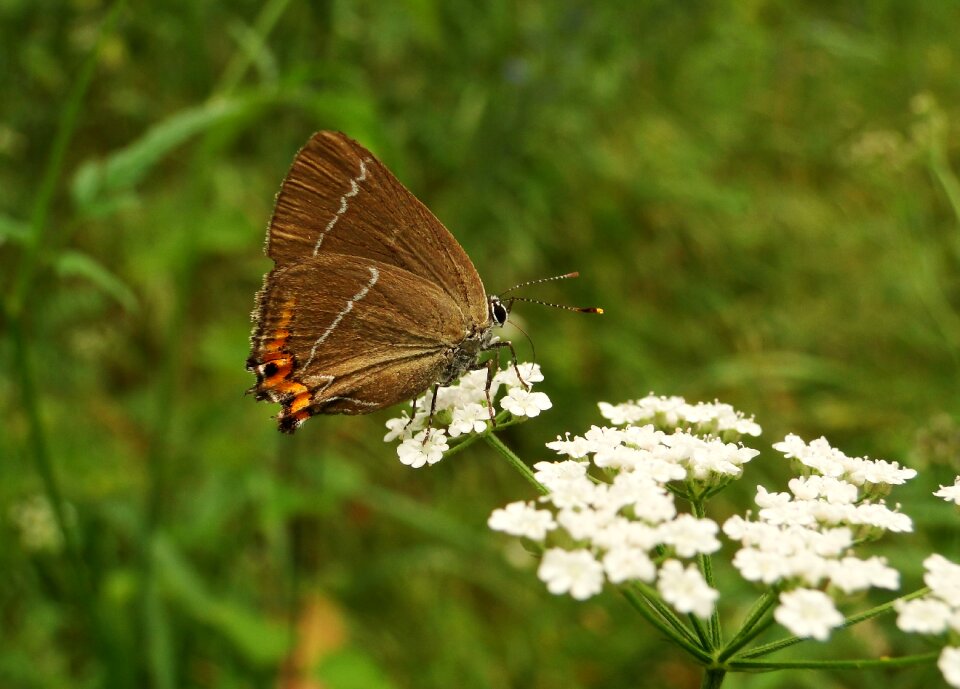 Flower summer animals