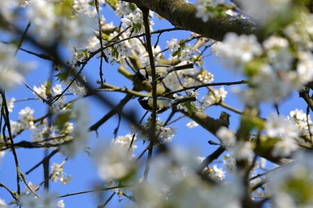 Cherry wood nature tit
