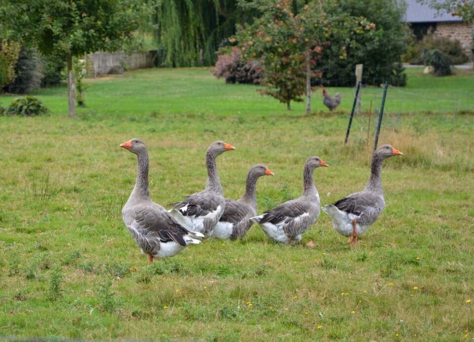Color grey white farm guardian