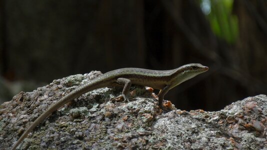 Nature lizard animal world