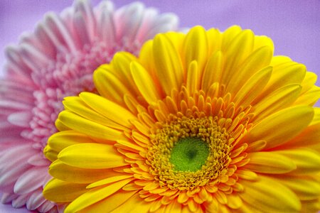 Flowers bright pink photo