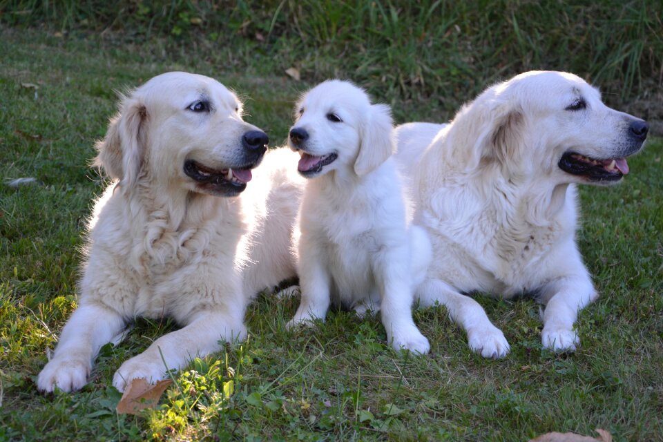 Golden retriever canine pet