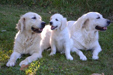 Golden retriever canine pet photo