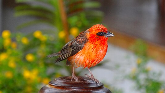 Wet red close up