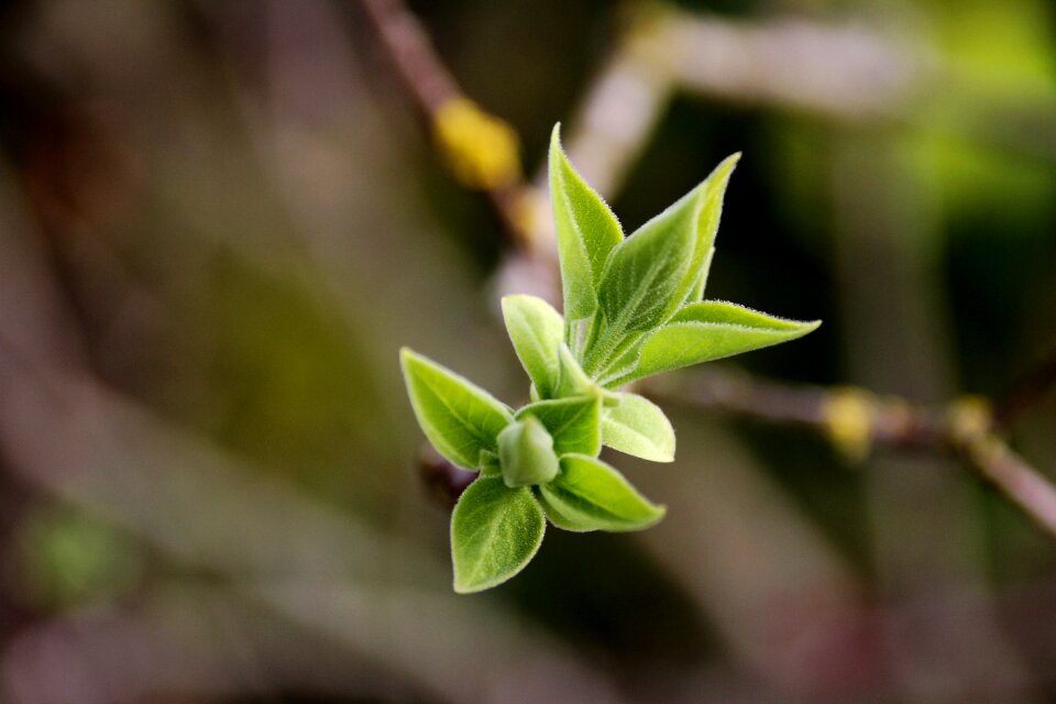 Plant nature growth