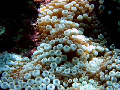 Anemone tentacles from above (reef109849946) photo