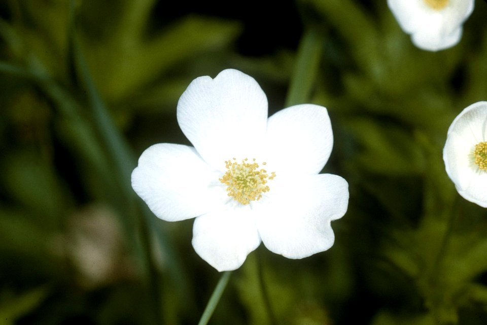 Anemone canadensis NRCS-2