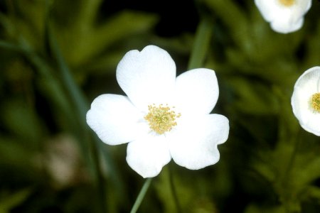 Anemone canadensis NRCS-2