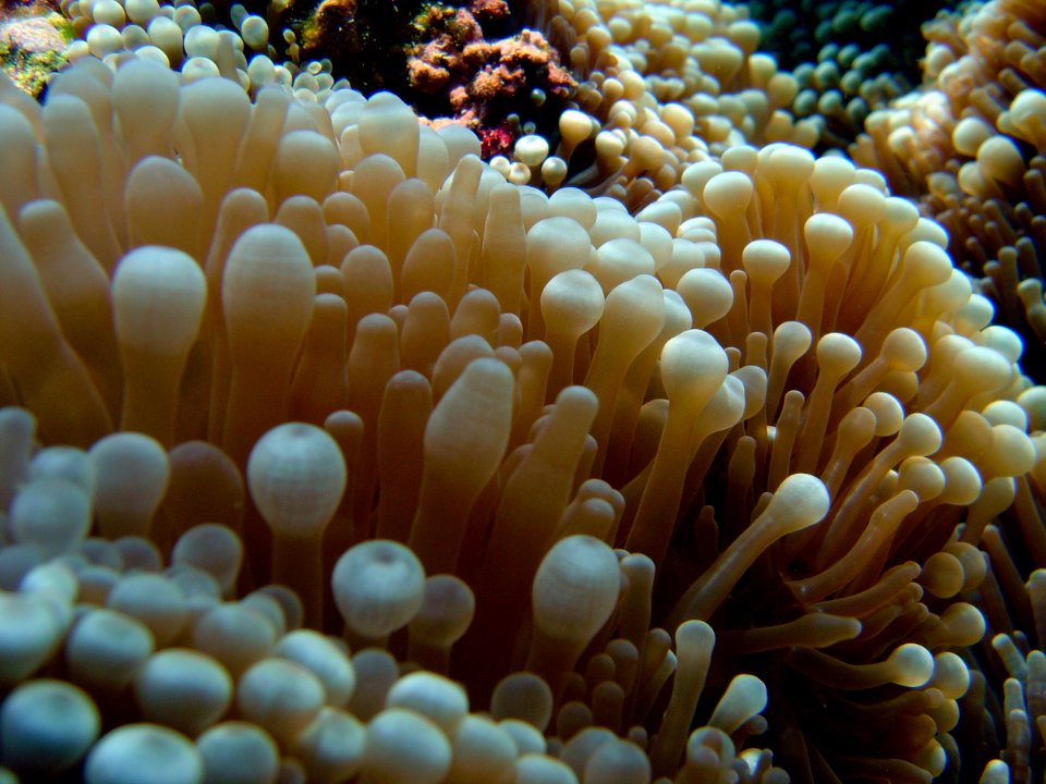 Anemone tentacles from side (reef109949946)