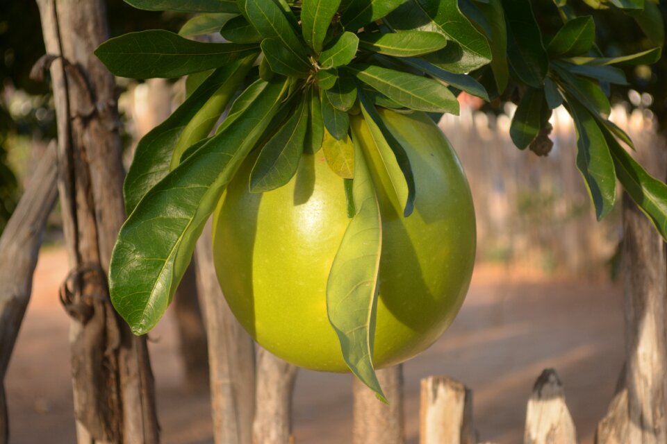 Gourd nature porongo