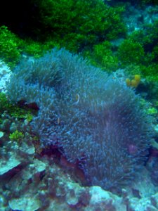 Anemonefish in large anemone (reef110953982) photo