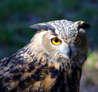 Prey wildlife carnivore