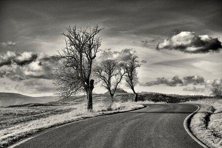 Road heaven dry tree photo