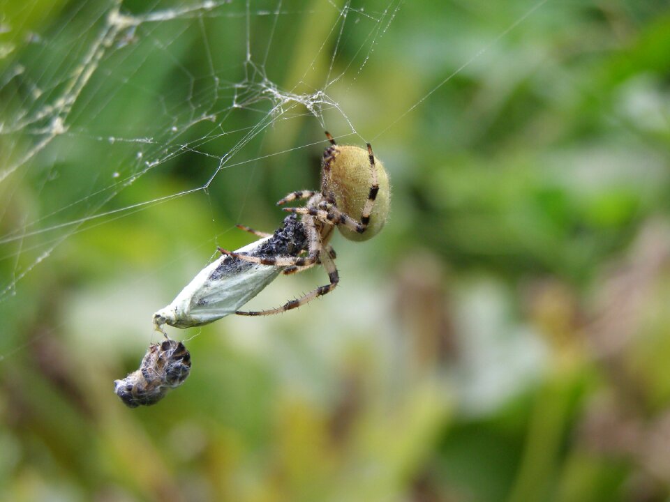 Araneus nature cobweb