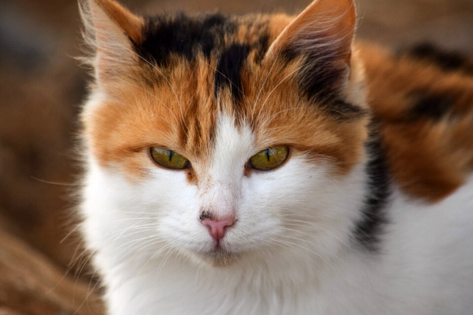 Mammal stray eyes