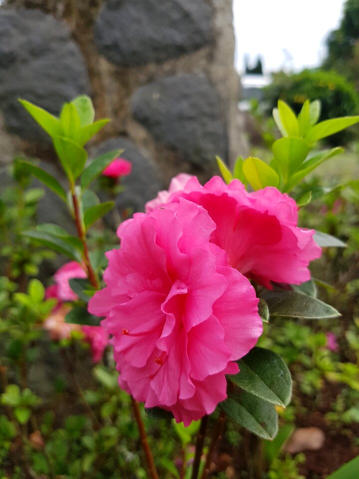Plant floral petal