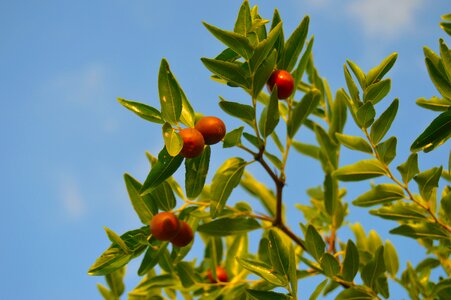 Sweet fruit fruit autumn