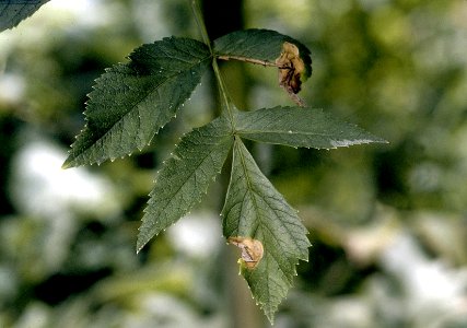 Angelica atropurpurea NRCS-1