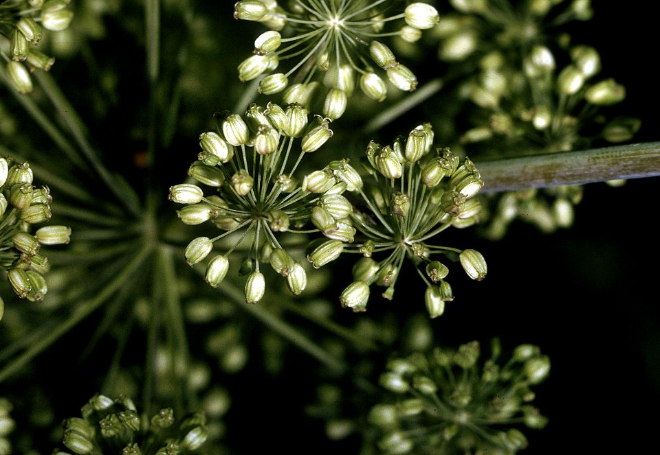 Angelica atropurpurea NRCS-2