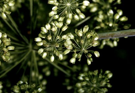Angelica atropurpurea NRCS-2