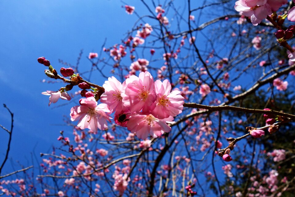 Branch blooming springtime