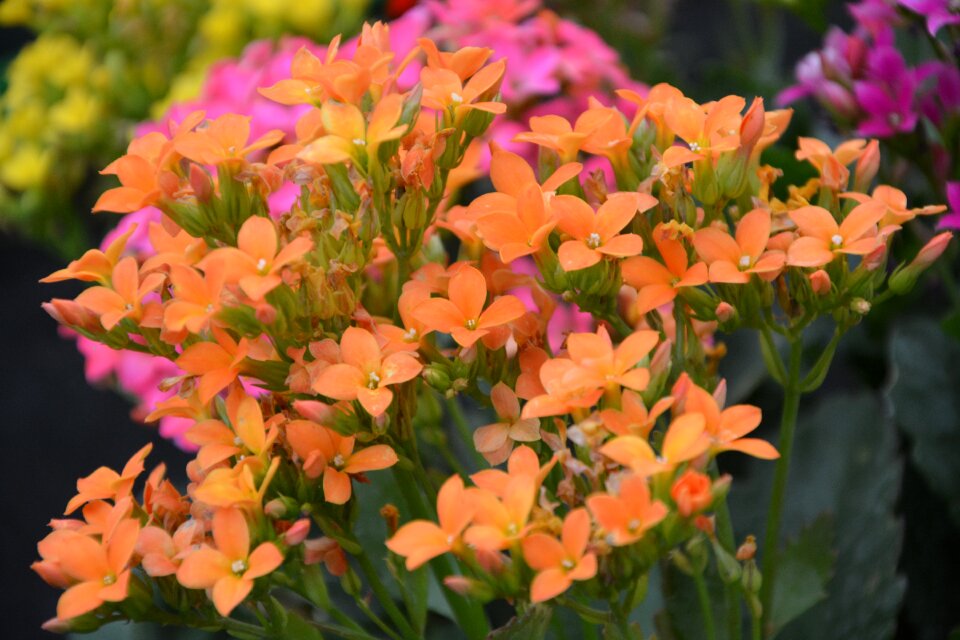 Garden massif nature