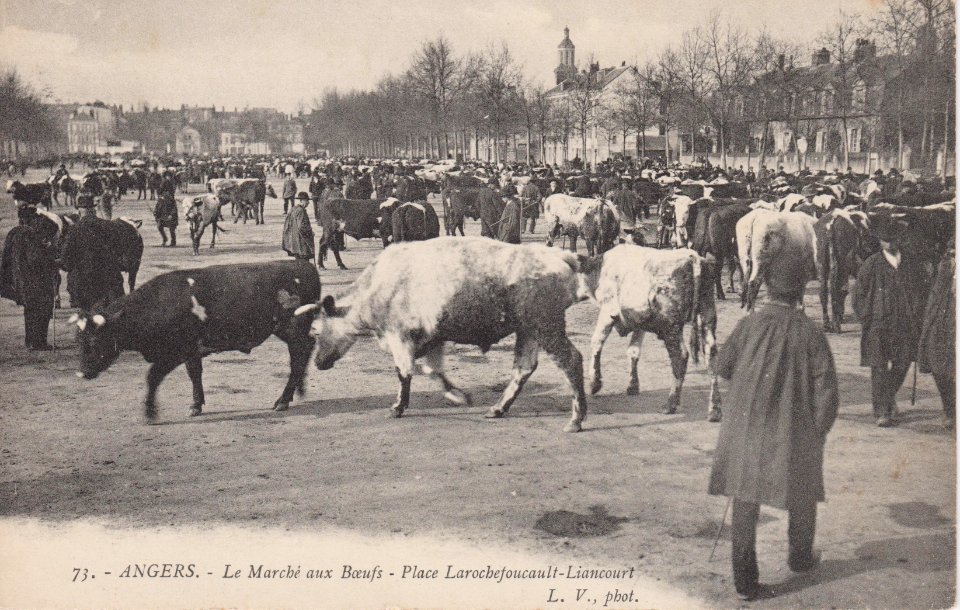Angers - Marché aux boeufs (CP LV)