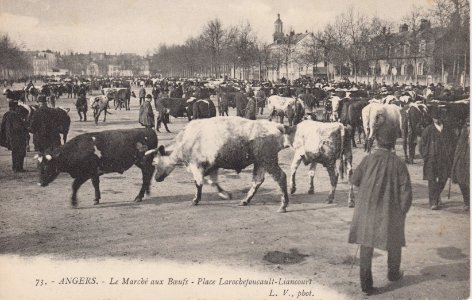 Angers - Marché aux boeufs (CP LV)