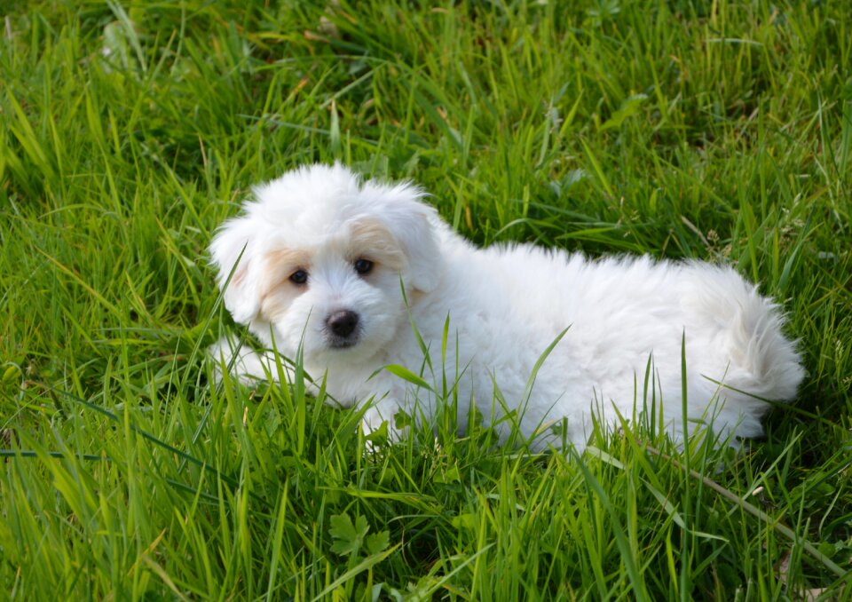 Domestic animal white soft
