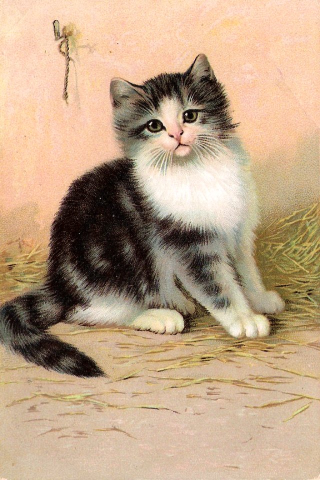 Angorakatze1903