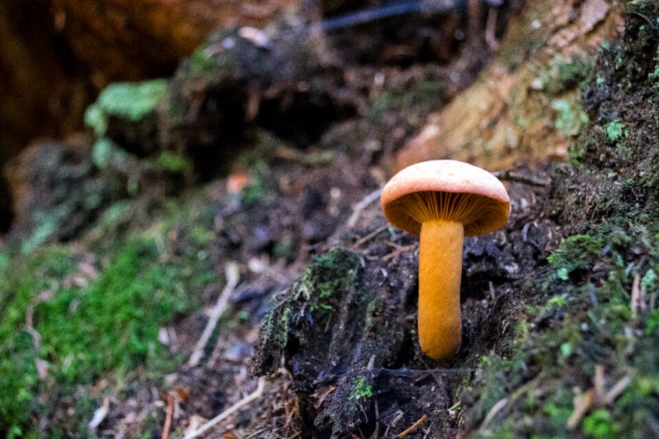 Forest autumn forest mushroom