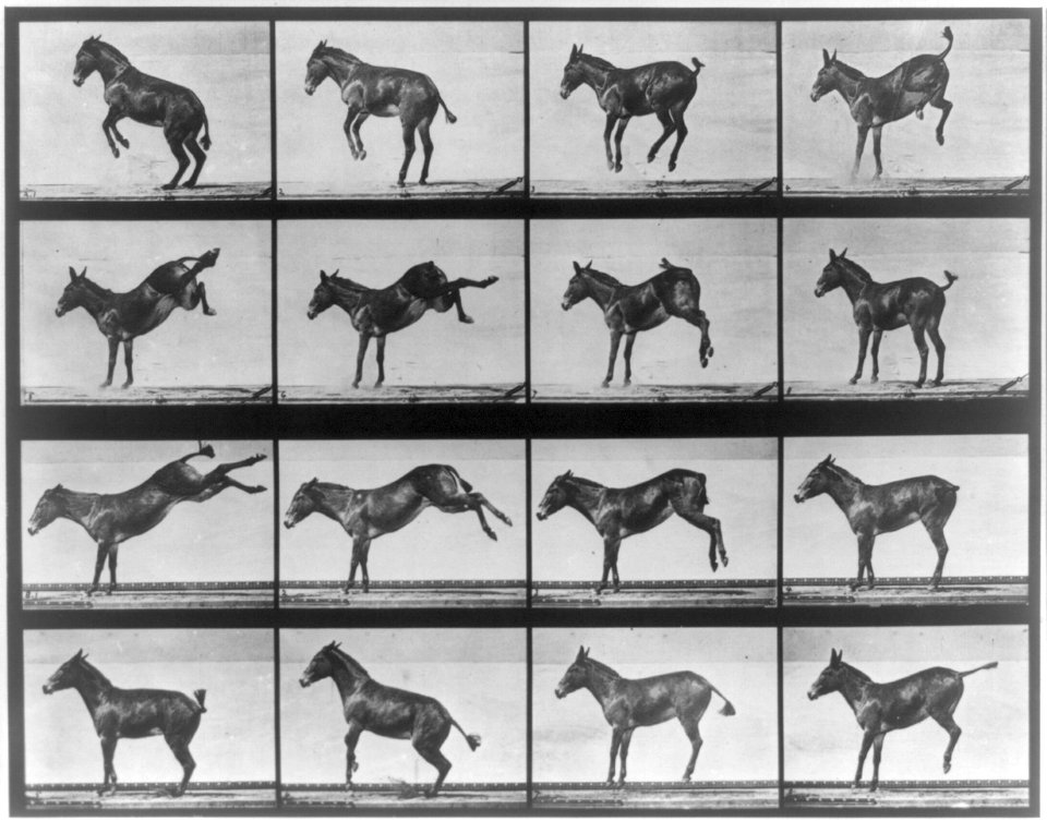Animal locomotion. Mule. LCCN2016651906