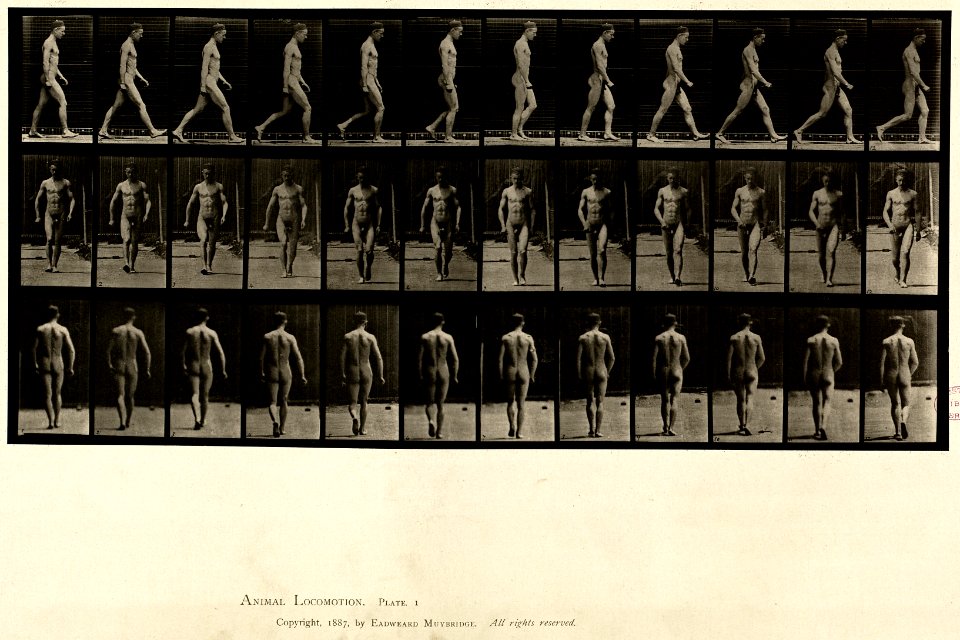 Animal locomotion. Plate 1 (Boston Public Library)