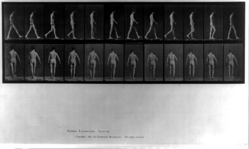Animal Locomotion - side and rear views of man walking (pl. 546) LCCN2005697038