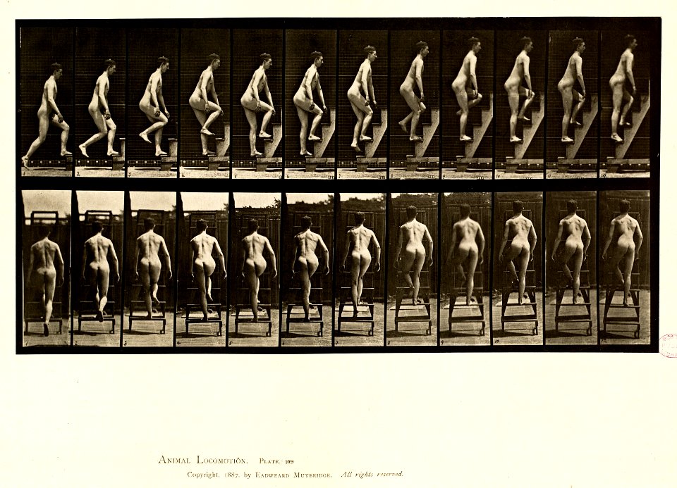 Animal locomotion. Plate 109 (Boston Public Library)