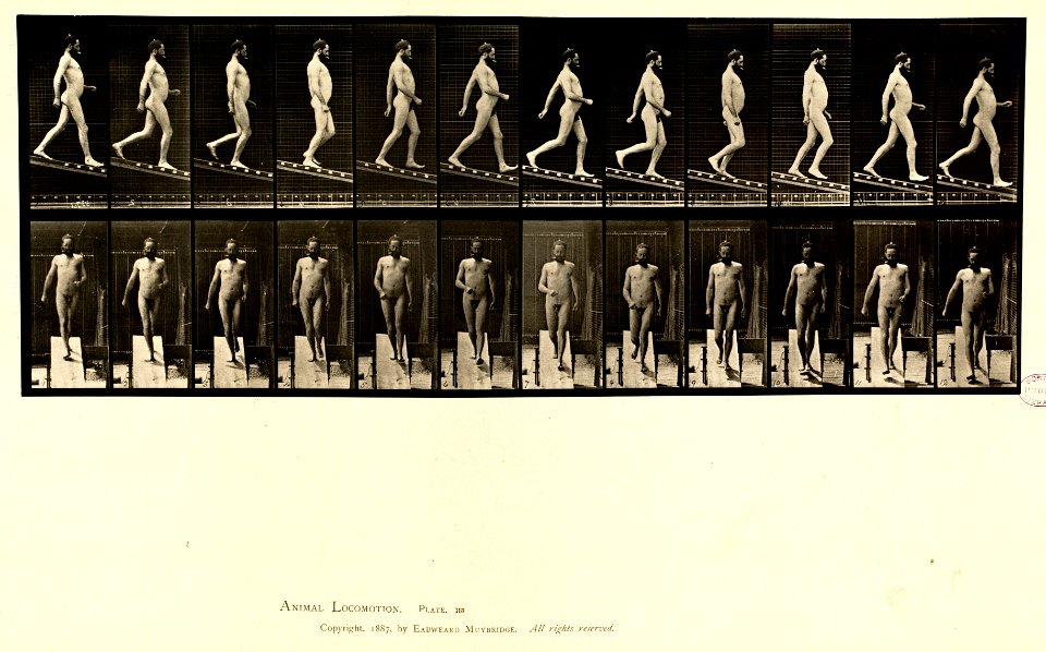 Animal locomotion. Plate 113 (Boston Public Library)