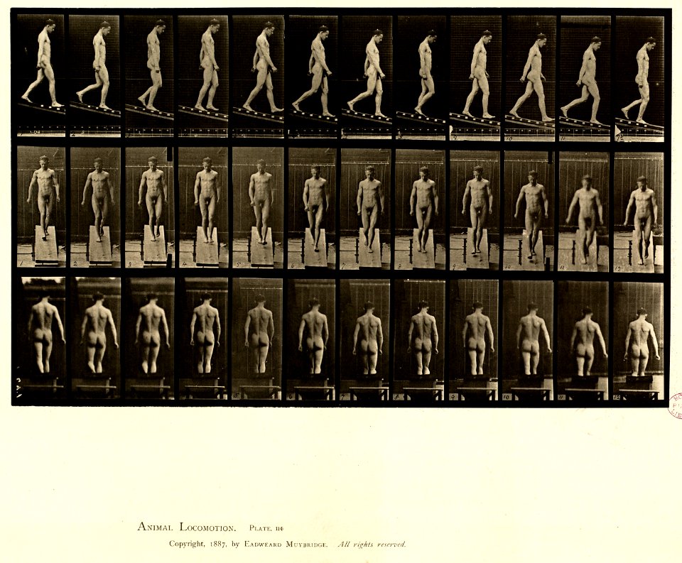 Animal locomotion. Plate 114 (Boston Public Library)