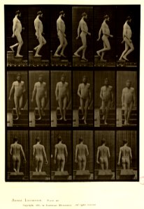 Animal locomotion. Plate 127 (Boston Public Library)