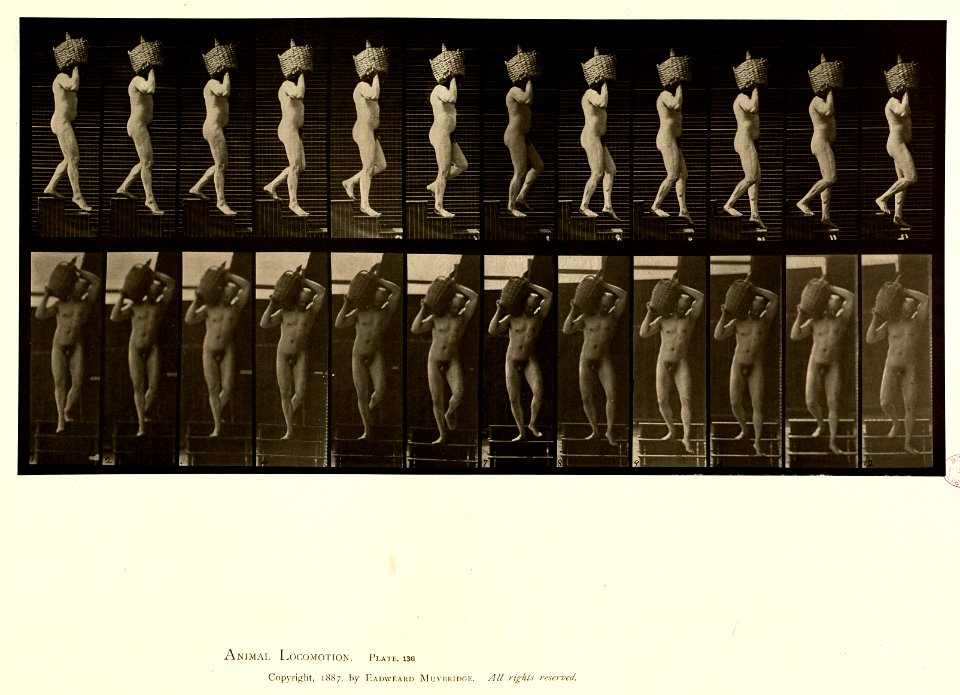 Animal locomotion. Plate 136 (Boston Public Library)