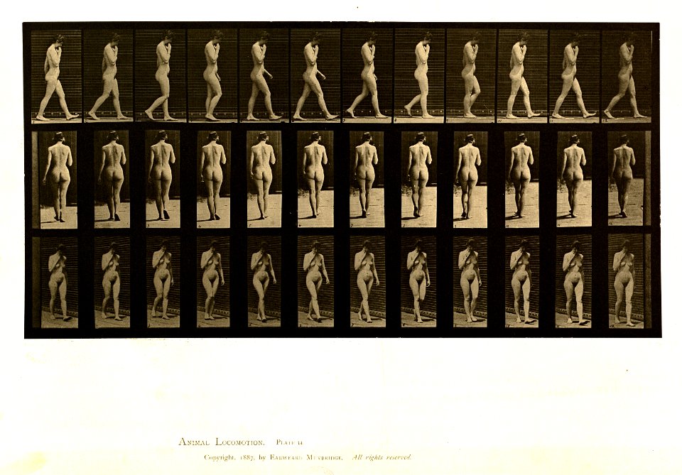 Animal locomotion. Plate 14 (Boston Public Library)