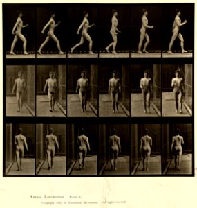 Animal locomotion. Plate 10 (Boston Public Library)