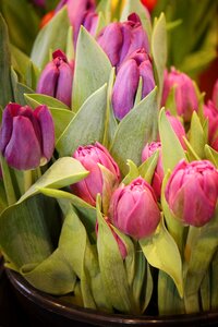 Nature leaf floral photo