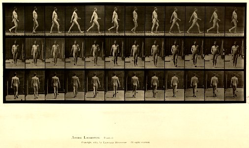 Animal locomotion. Plate 11 (Boston Public Library)