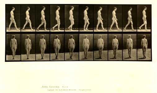 Animal locomotion. Plate 15 (Boston Public Library)
