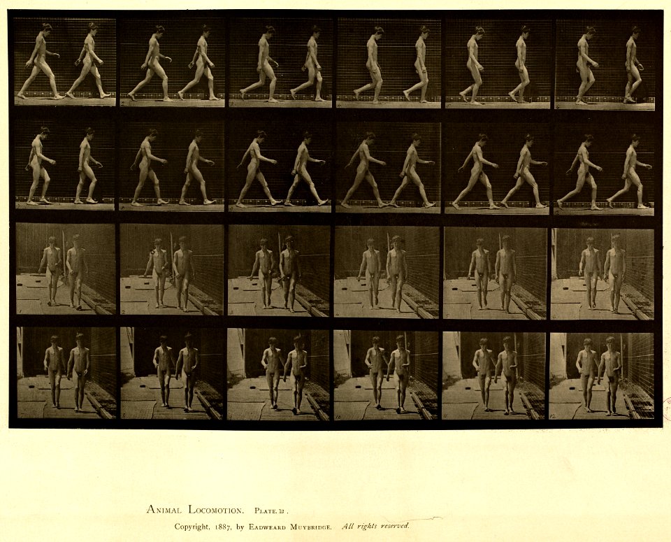 Animal locomotion. Plate 12 (Boston Public Library)