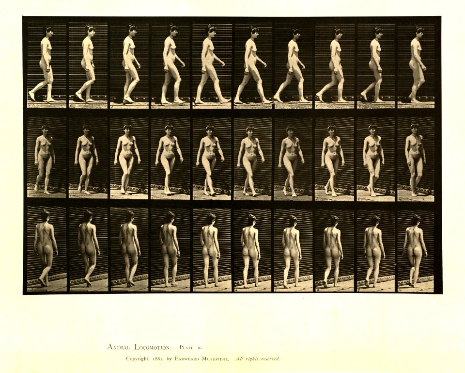 Animal locomotion. Plate 16 (Boston Public Library)