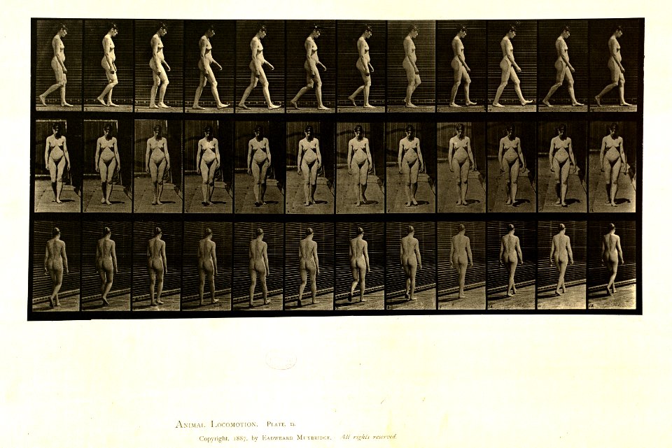 Animal locomotion. Plate 13 (Boston Public Library)