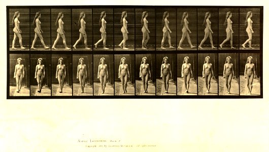 Animal locomotion. Plate 17 (Boston Public Library)