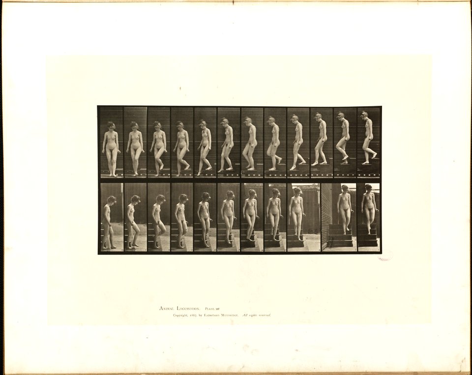 Animal locomotion. Plate 137 (Boston Public Library)