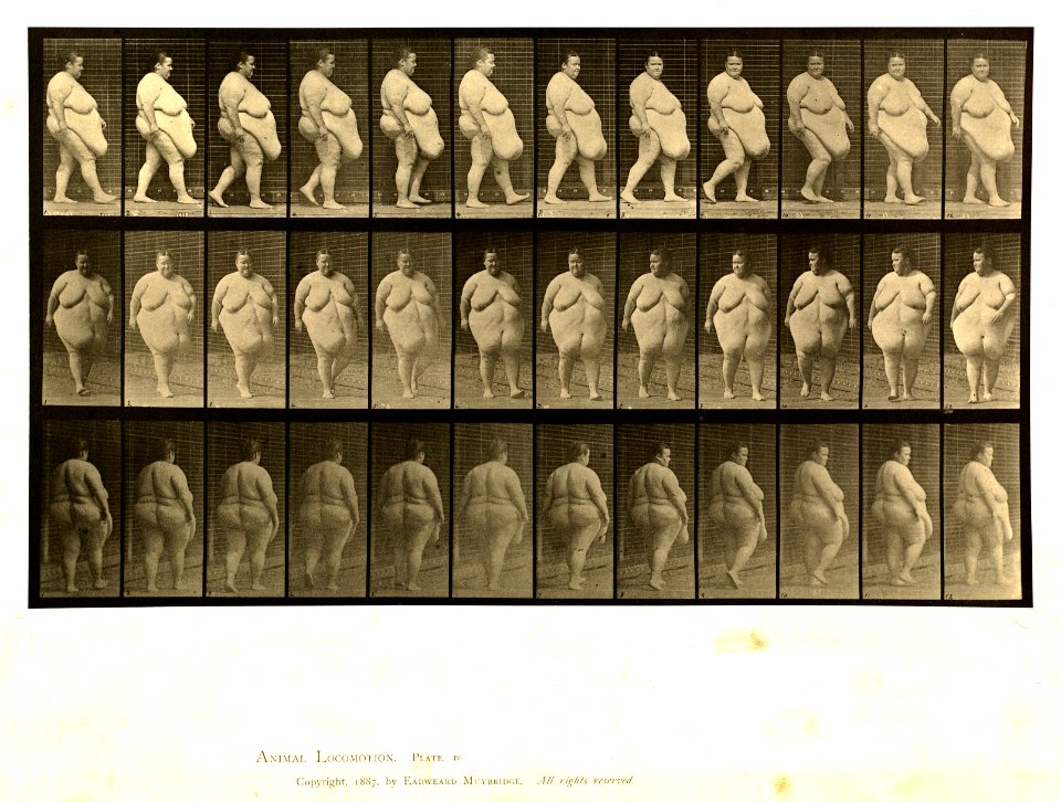 Animal locomotion. Plate 19 (Boston Public Library)